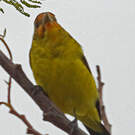 Piranga à tête rouge