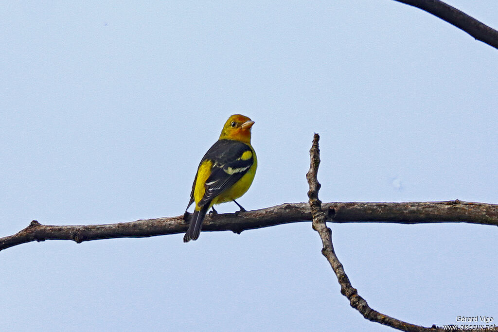 Western Tanager