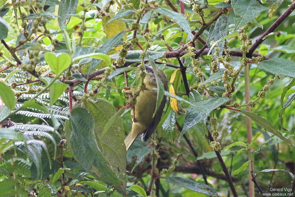 Superciliaried Hemispingusadult