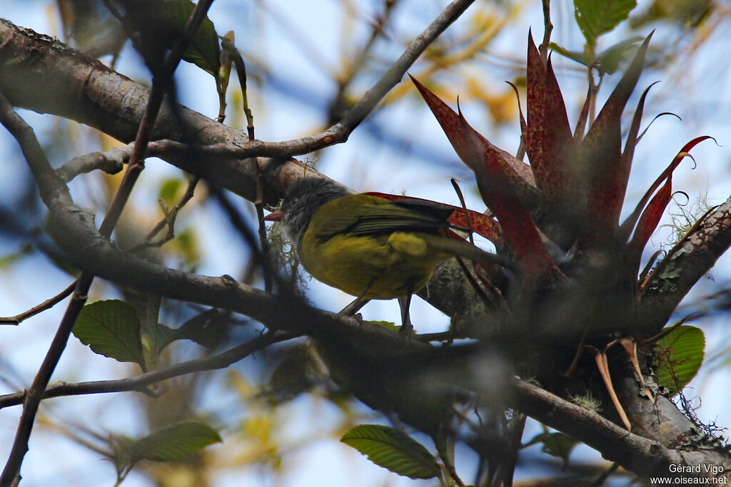 Tangara capucinadulte