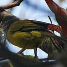 Tangara capucin
