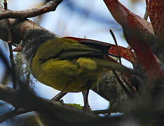 Grey-hooded Bush Tanager