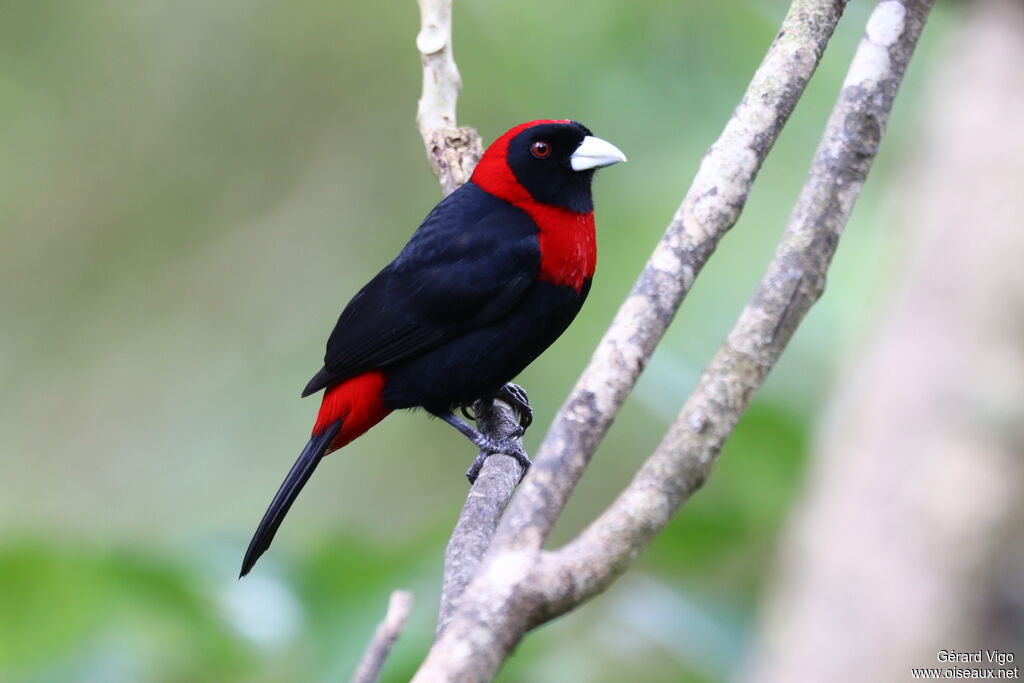 Crimson-collared Tanageradult