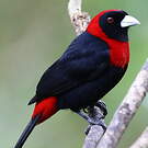 Tangara ceinturé