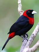 Crimson-collared Tanager