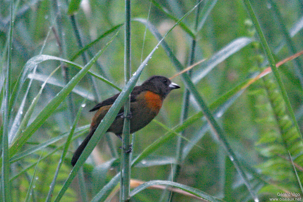 Scarlet-rumped Tanager (costaricensis) female adult