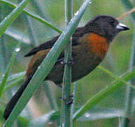 Scarlet-rumped Tanager (costaricensis)