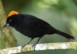 Tawny-crested Tanager