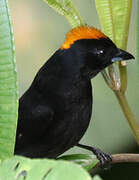 Tawny-crested Tanager