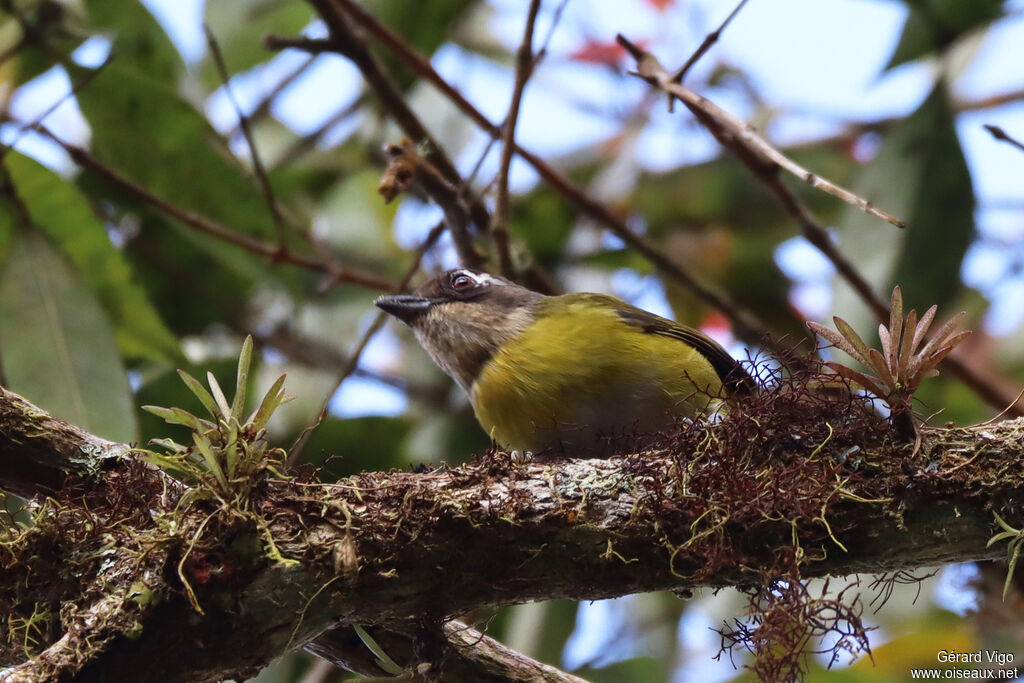 Common Chlorospingus (ophthalmicus)adult