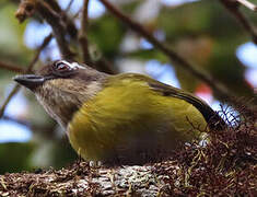 Common Chlorospingus (ophthalmicus)