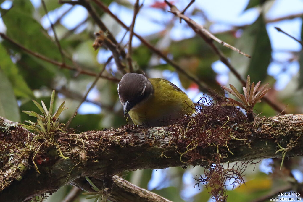 Common Chlorospingus (ophthalmicus)adult