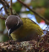 Common Chlorospingus (ophthalmicus)