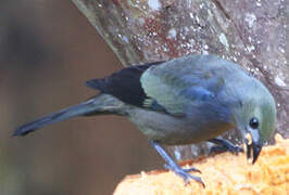 Palm Tanager