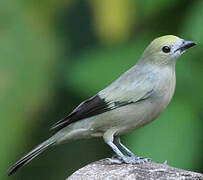 Palm Tanager