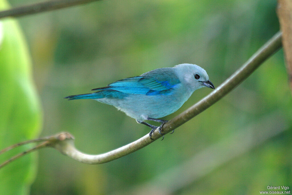 Blue-grey Tanageradult