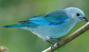 Blue-grey Tanager