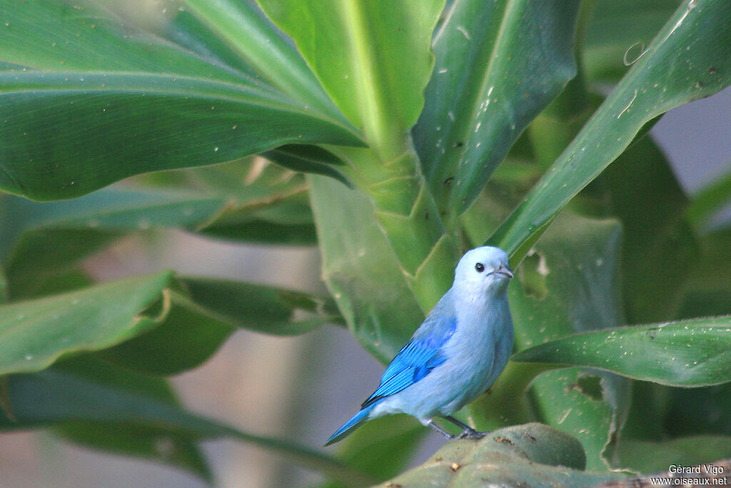 Blue-grey Tanageradult