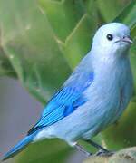 Blue-grey Tanager