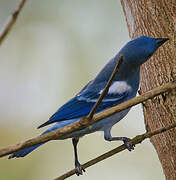 Blue-grey Tanager