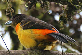 Flame-rumped Tanager