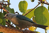 Tangara glauque