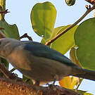 Tangara glauque