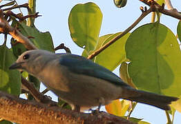 Glaucous Tanager