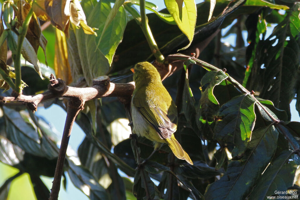 Tangara guira femelle adulte