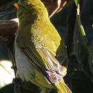 Tangara guira
