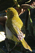 Guira Tanager