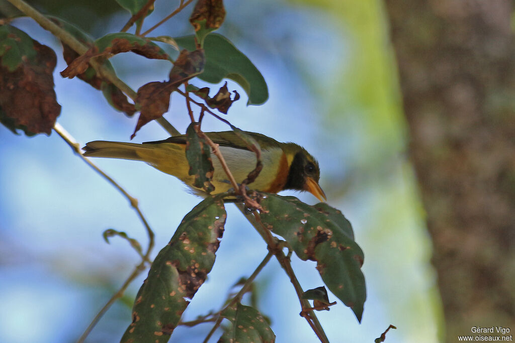 Guira Tanager male adult