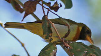 Guira Tanager