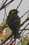 Lacrimose Mountain Tanager