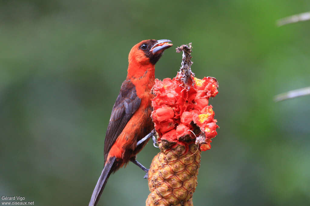 Masked Crimson Tanagerimmature, identification