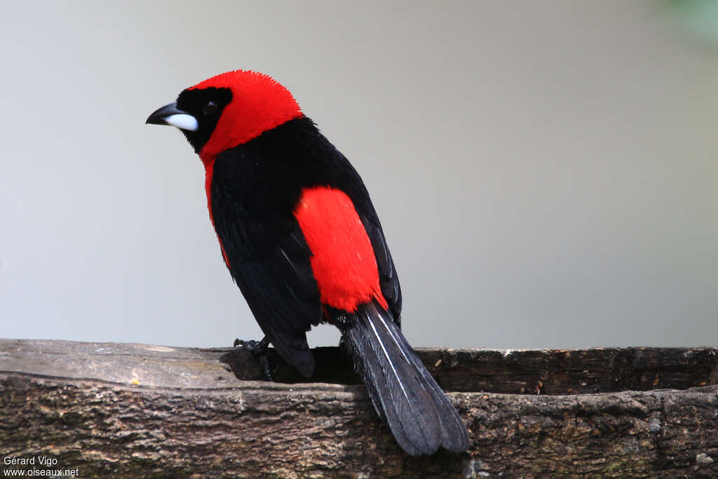 Masked Crimson Tanager male adult, pigmentation