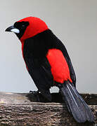 Masked Crimson Tanager