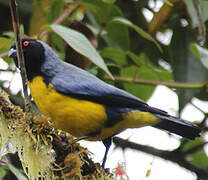 Hooded Mountain Tanager