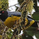 Tangara montagnard