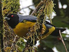 Hooded Mountain Tanager