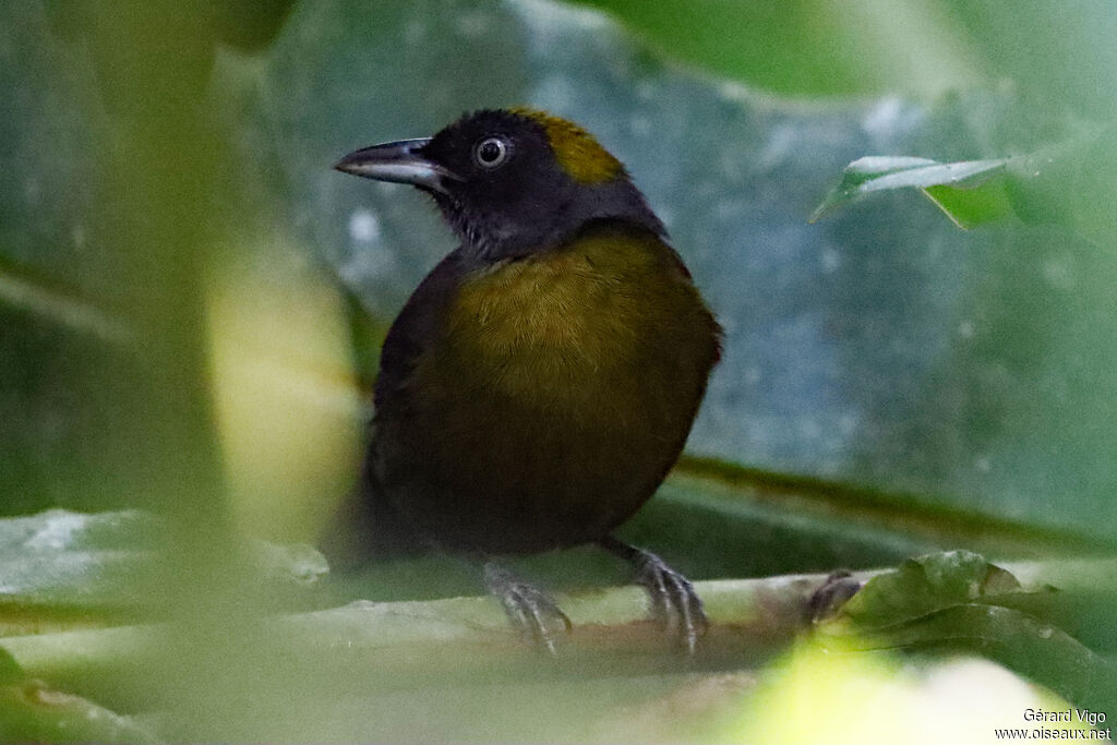 Dusky-faced Tanageradult