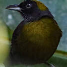 Tangara obscur