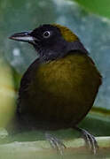 Dusky-faced Tanager