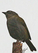 Dusky Bush Tanager