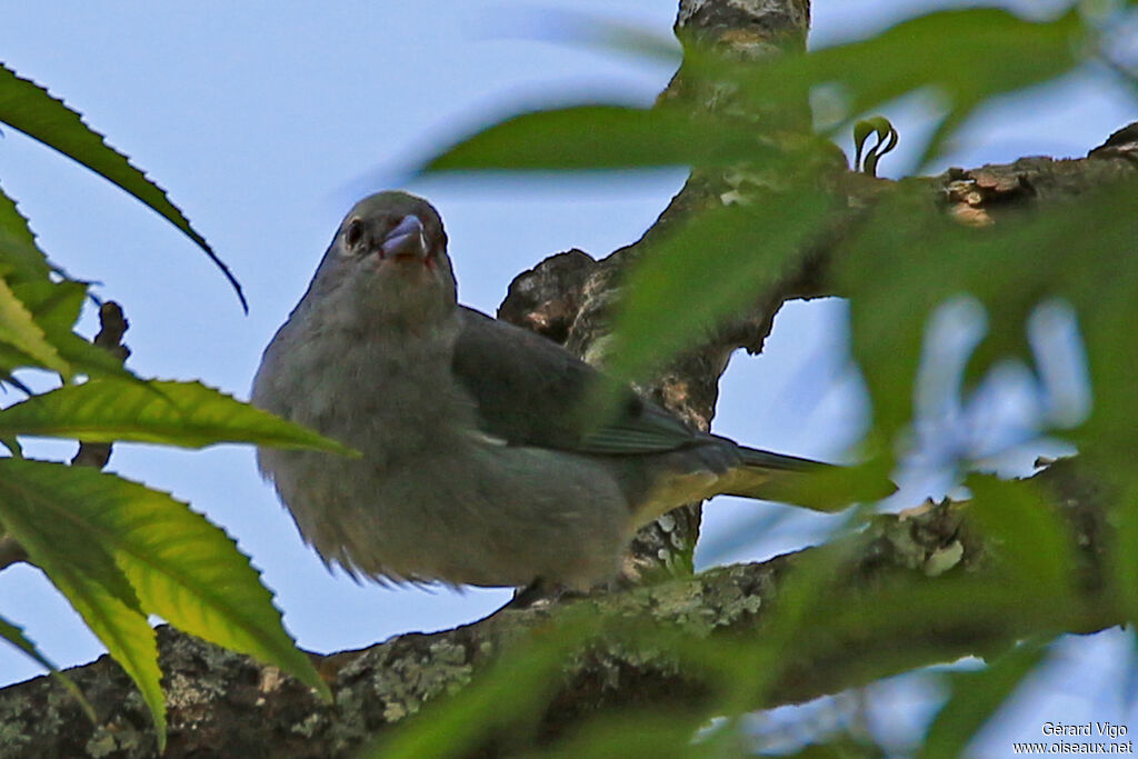 Tangara sayacaadulte