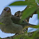 Tangara sayaca