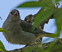 Sayaca Tanager