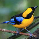 Tangara somptueux