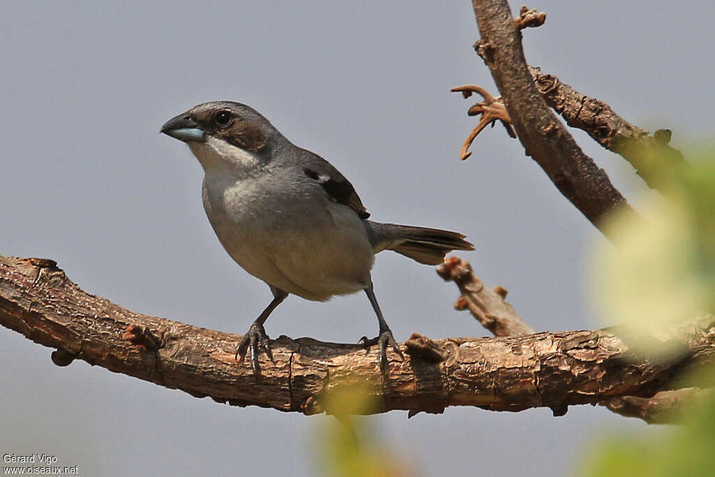 Shrike-like Tanageradult