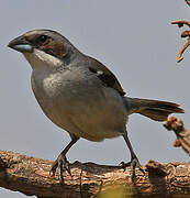 Shrike-like Tanager